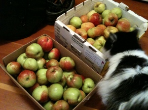 Mushi inspects the fruit of our labour